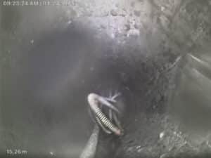 furet bloqué dans une canalisation